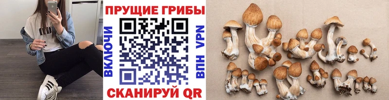Псилоцибиновые грибы мухоморы  блэк спрут ТОР  Гдов 